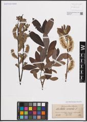 Foto von Salix cinerea L.